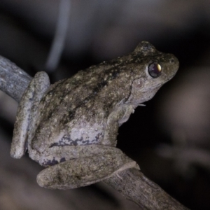 Litoria peronii at Duffy, ACT - 27 Feb 2024 09:30 PM