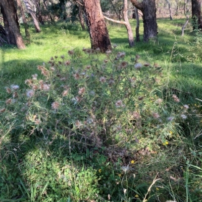 Cirsium vulgare (Spear Thistle) at The Fair, Watson - 25 Feb 2024 by waltraud