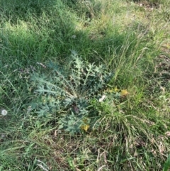 Cirsium vulgare at The Fair, Watson - 25 Feb 2024