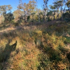 Hypericum perforatum (St John's Wort) at Watson, ACT - 27 Feb 2024 by waltraud