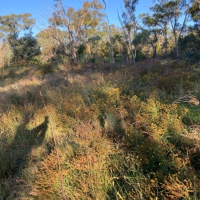 Hypericum perforatum (St John's Wort) at Mount Majura - 27 Feb 2024 by waltraud