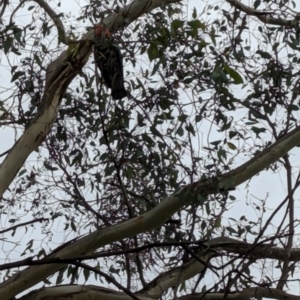 Callocephalon fimbriatum at Deakin, ACT - 26 Feb 2024