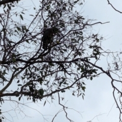 Callocephalon fimbriatum at Deakin, ACT - suppressed