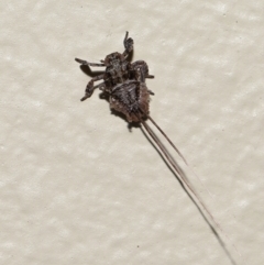 Fulgoroidea (superfamily) at Wellington Point, QLD - suppressed
