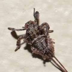 Fulgoroidea (superfamily) at Wellington Point, QLD - suppressed