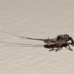 Fulgoroidea (superfamily) at Wellington Point, QLD - suppressed