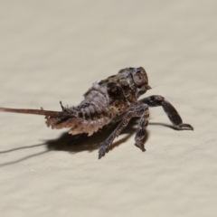 Fulgoroidea (superfamily) at Wellington Point, QLD - suppressed