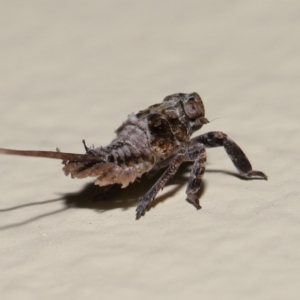 Fulgoroidea (superfamily) at Wellington Point, QLD - suppressed