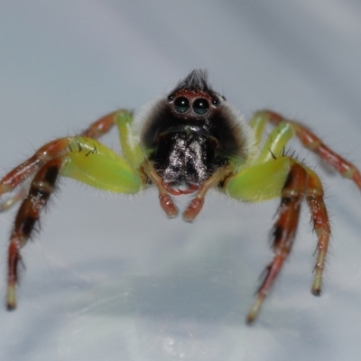 Mopsus mormon (Green Jumping Spider) at Wellington Point, QLD - 17 Feb 2024 by TimL