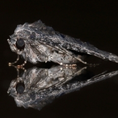 Pataeta carbo (Dark Euteliid) at Wellington Point, QLD - 17 Feb 2024 by TimL