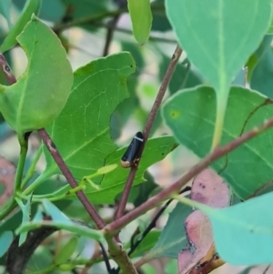 Eurymelessa moruyana at Hughes Garran Woodland - 21 Feb 2024