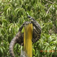 Varanus varius (Lace Monitor) at Wollondilly Local Government Area - 9 Feb 2024 by bufferzone