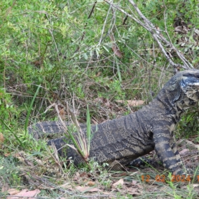 Varanus varius (Lace Monitor) at Wollondilly Local Government Area - 25 Feb 2024 by bufferzone