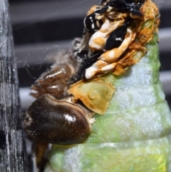 Unverified Insect by DianneClarke