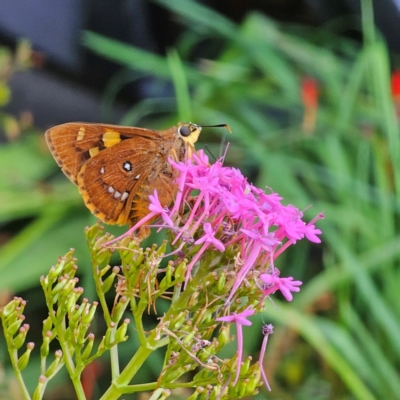 Trapezites symmomus (Splendid Ochre) at QPRC LGA - 27 Feb 2024 by Csteele4