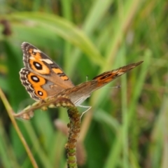 Junonia villida (Meadow Argus) at Griffith Woodland - 27 Feb 2024 by JodieR