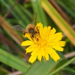 Apis mellifera (European honey bee) at Griffith, ACT - 27 Feb 2024 by JodieR