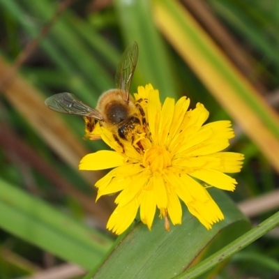 Apis mellifera (European honey bee) at Griffith, ACT - 27 Feb 2024 by JodieR