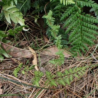 Cheilanthes sieberi subsp. sieberi (Narrow Rock Fern) at Aranda Bushland - 26 Feb 2024 by CathB