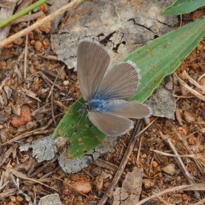 Zizina otis (Common Grass-Blue) at Griffith, ACT - 27 Feb 2024 by JodieR