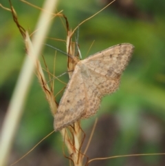 Scopula rubraria (Reddish Wave, Plantain Moth) at Griffith Woodland - 27 Feb 2024 by JodieR