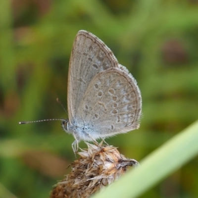 Zizina otis (Common Grass-Blue) at Griffith Woodland (GRW) - 27 Feb 2024 by JodieR