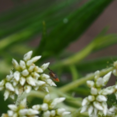 Diptera (order) (Fly - Unidentified) at Griffith Woodland (GRW) - 27 Feb 2024 by JodieR