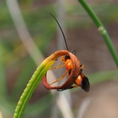 Ichneumonoidea (Superfamily) (A species of parasitic wasp) at Griffith Woodland (GRW) - 27 Feb 2024 by JodieR