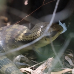 Tiliqua scincoides scincoides (Eastern Blue-tongue) at Cook, ACT - 19 Feb 2024 by Tammy