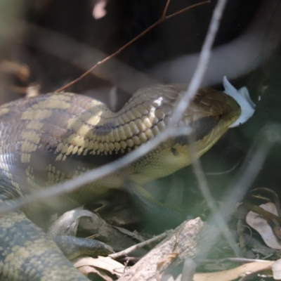 Tiliqua scincoides scincoides (Eastern Blue-tongue) at Cook, ACT - 19 Feb 2024 by Tammy