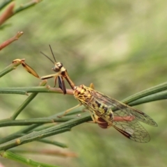 Spaminta minjerribae (Mantisfly) at Mount Painter - 27 Feb 2024 by CathB