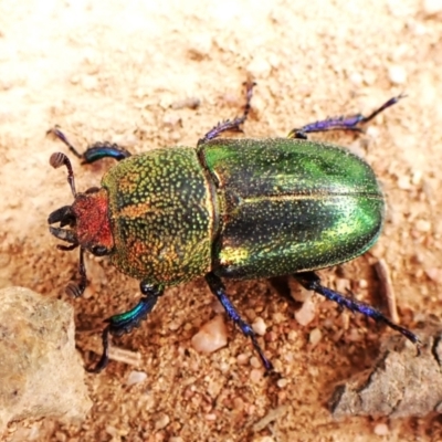 Lamprima aurata (Golden stag beetle) at Mount Painter - 27 Feb 2024 by CathB