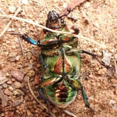 Lamprima aurata at Mount Painter - 27 Feb 2024