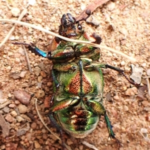 Lamprima aurata at Mount Painter - 27 Feb 2024