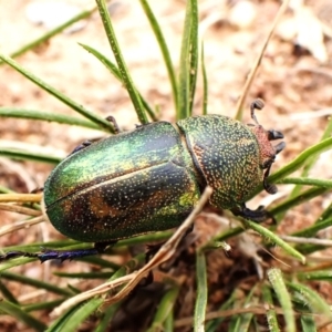 Lamprima aurata at Mount Painter - 27 Feb 2024