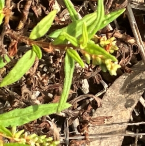 Persicaria prostrata at Hall, ACT - 28 Feb 2024