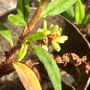 Persicaria prostrata at Hall, ACT - 28 Feb 2024