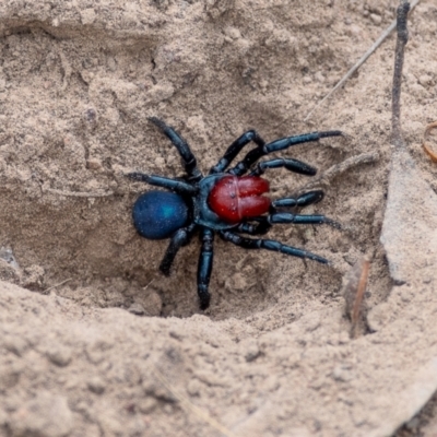 Missulena occatoria (Red-headed Mouse Spider) at Forde, ACT - 22 Feb 2024 by Chris Appleton