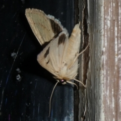 Helicoverpa armigera (Cotton bollworm, Corn earworm) at Charleys Forest, NSW - 27 Feb 2024 by arjay