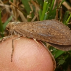 Fraus (genus) (A swift or ghost moth) at Charleys Forest, NSW - 27 Feb 2024 by arjay