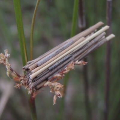 Clania lewinii (Lewin's case moth) at Mulligans Flat - 4 Nov 2023 by michaelb