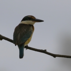 Todiramphus sanctus at Jerrabomberra Wetlands - 27 Feb 2024