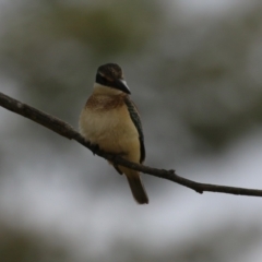 Todiramphus sanctus at Jerrabomberra Wetlands - 27 Feb 2024 12:31 PM