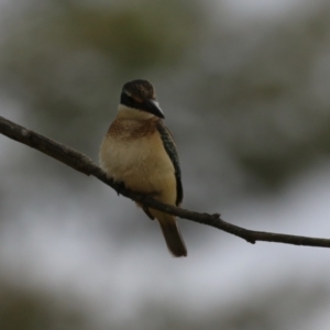 Todiramphus sanctus at Jerrabomberra Wetlands - 27 Feb 2024