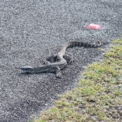 Varanus rosenbergi (Heath or Rosenberg's Monitor) at Namadgi National Park - 27 Feb 2024 by ChrisHolder