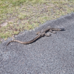 Varanus rosenbergi at Namadgi National Park - 27 Feb 2024