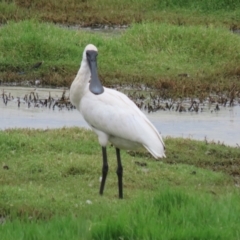 Platalea regia (Royal Spoonbill) at Jerrabomberra Wetlands - 27 Feb 2024 by RodDeb