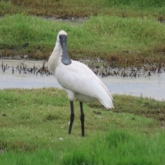 Platalea regia (Royal Spoonbill) at Fyshwick, ACT - 27 Feb 2024 by RodDeb