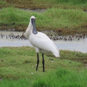 Platalea regia at Jerrabomberra Wetlands - 27 Feb 2024 01:18 PM