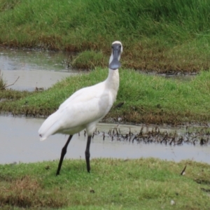 Platalea regia at Jerrabomberra Wetlands - 27 Feb 2024 01:18 PM